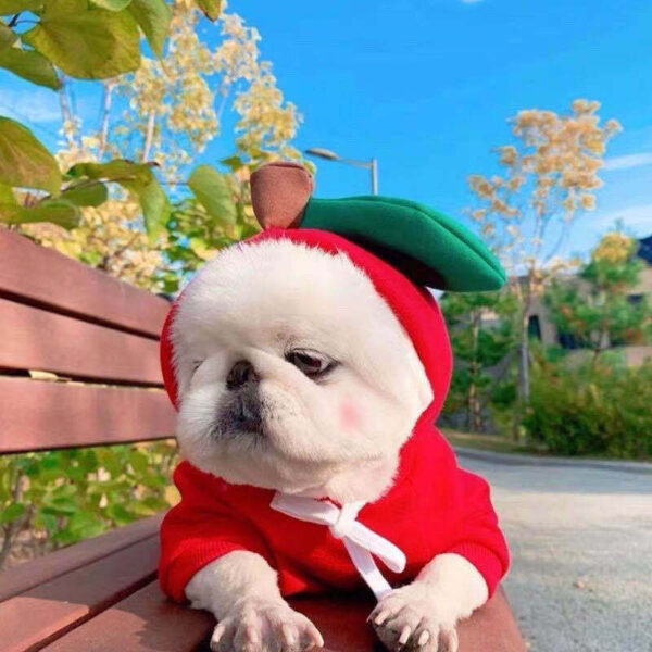 iKid Cute Fruit Dog Clothes For Small Dogs Hoodies Winter Warm Fleece Pet Clothing Puppy Cat Costume Coat For French Chihuahua Outfit - Image 4