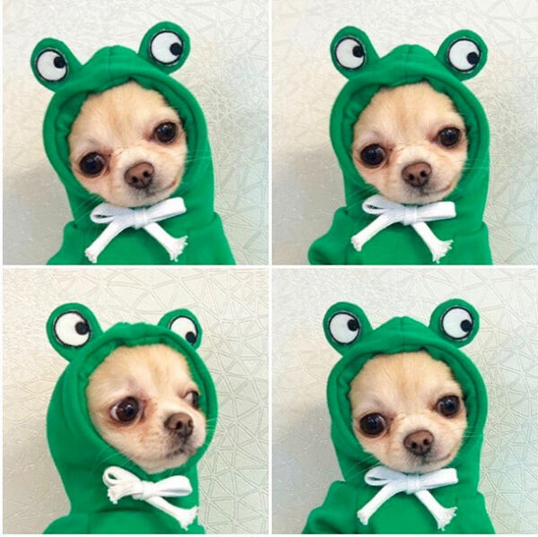 iKid Cute Fruit Dog Clothes For Small Dogs Hoodies Winter Warm Fleece Pet Clothing Puppy Cat Costume Coat For French Chihuahua Outfit - Image 9